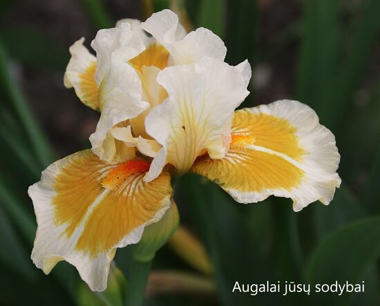 Vilkdalgis (Iris) 'California Style'